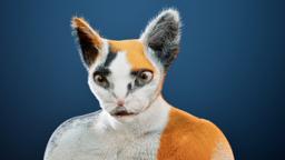 MetaCat with a Calico coat and warm amber eyes in Unreal Engine