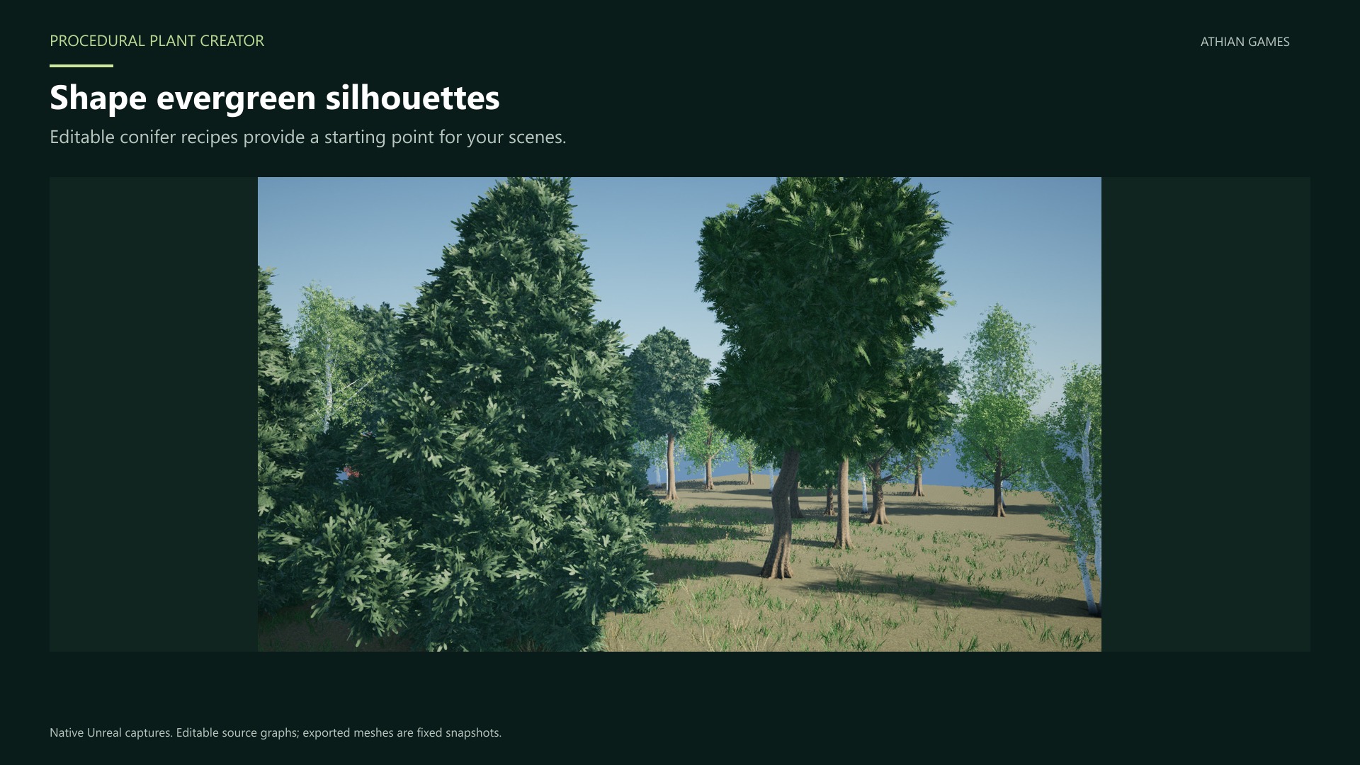 conifers